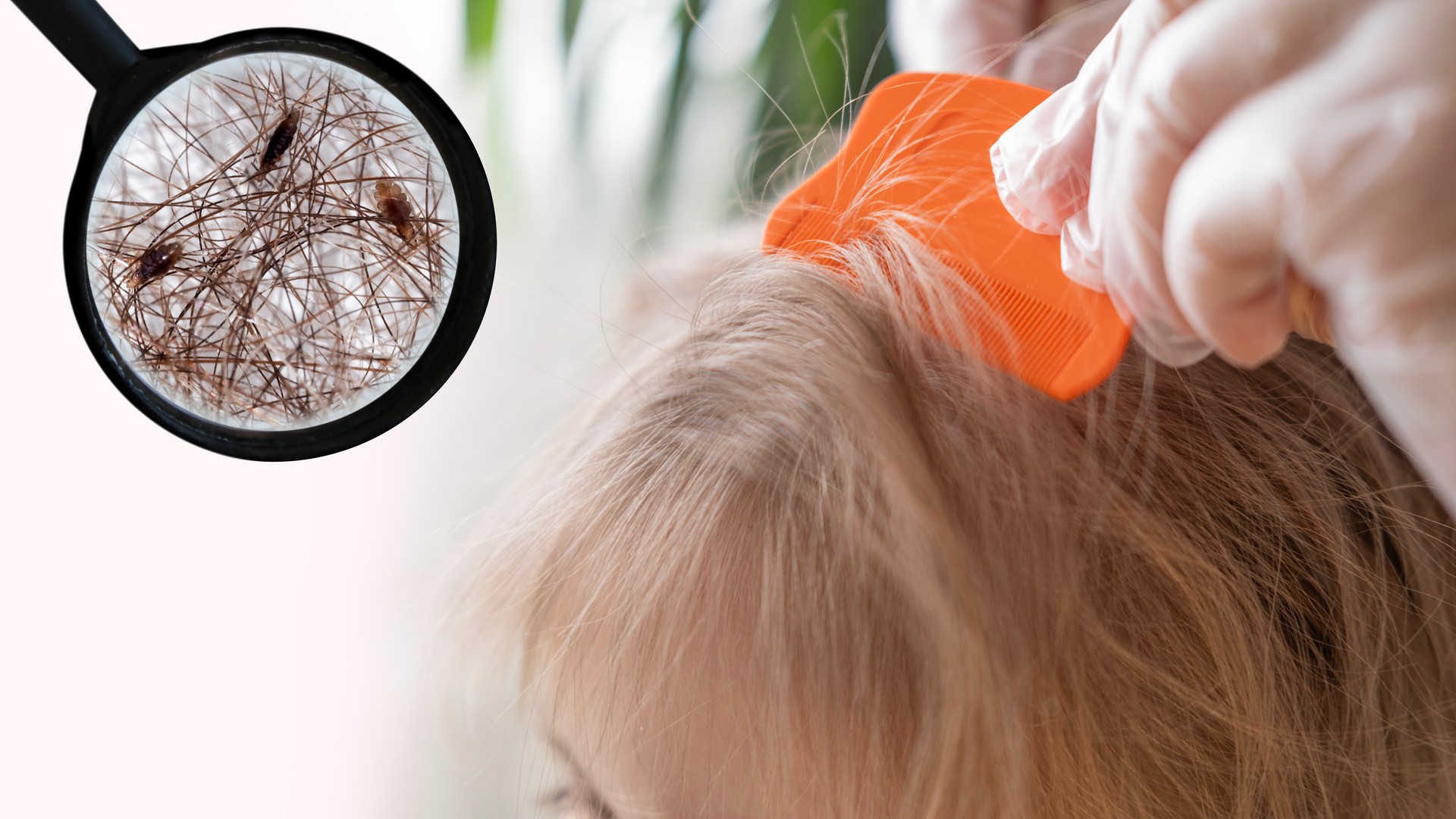 Why Professional Lice Removal Costs What It Does