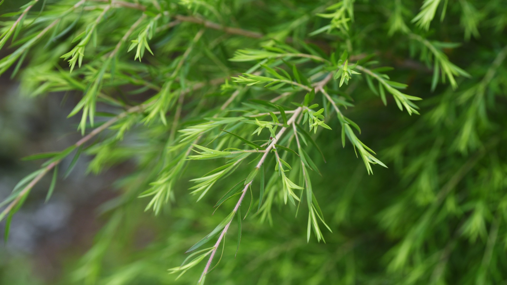 Tea Tree Oil Won’t Cure Lice, but It May Prevent Them